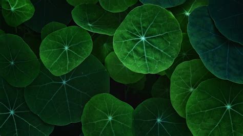 The Leaves / Full Hd 1080P / .